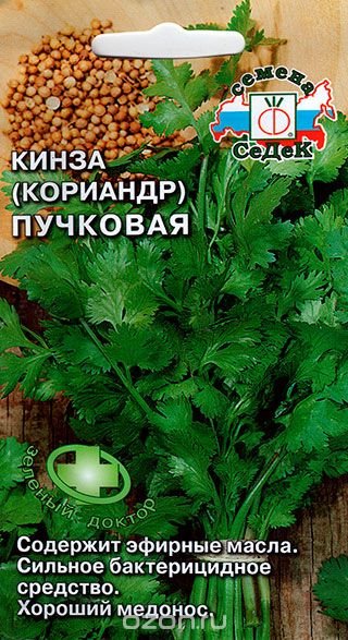 Кинза (кориандр) пучковая.
