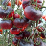 Томат Пурпурное Яблоко Софии