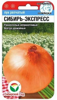 Лук Сибирь - Экспресс репка