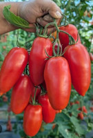 Томат Самбек F1