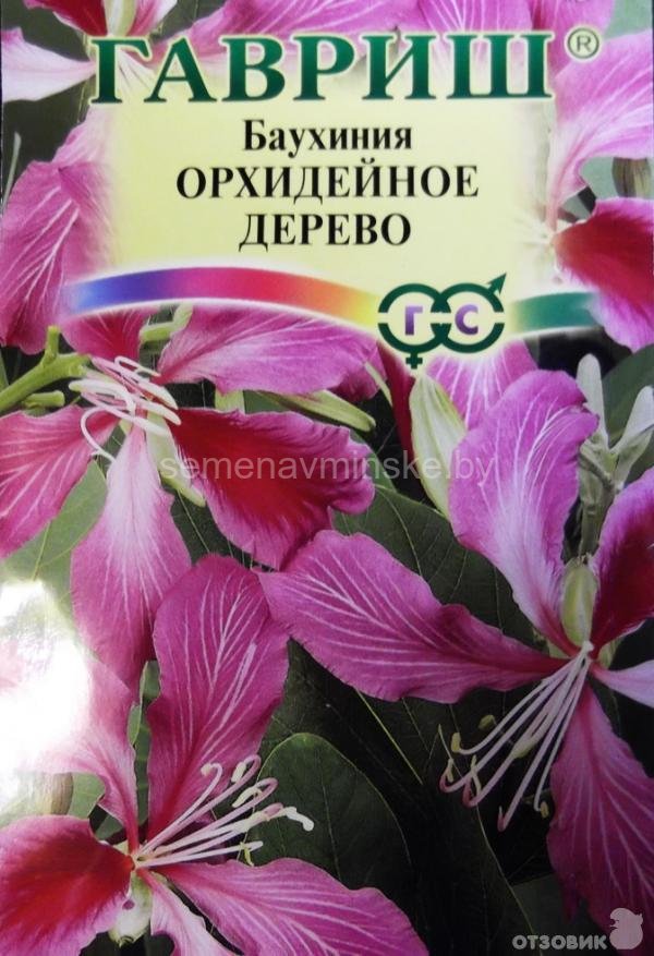 Комнатные Цветы Из Семян Отзывы С Фото