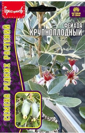 Фейхоа крупноплодный