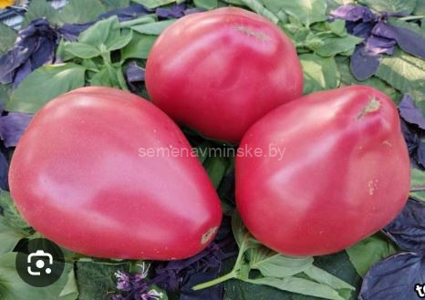 Минусинские Подсиневские Сердца