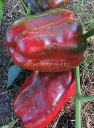 Перец Нижегородец