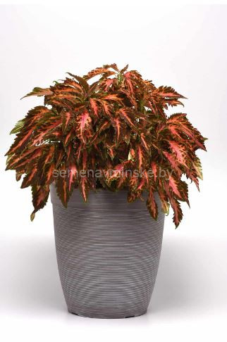 Колеус блюме Премиум Сан Сладкие Кораллы