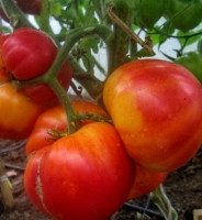 Томат Вефлиемский Огонь