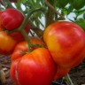 Томат Вефлиемский Огонь