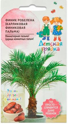 Финик Робелена ,карликовая финиковая пальма.