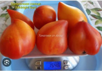 Томат Полуночное Солнце