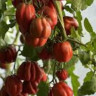 Томат Шоколадная Клубника