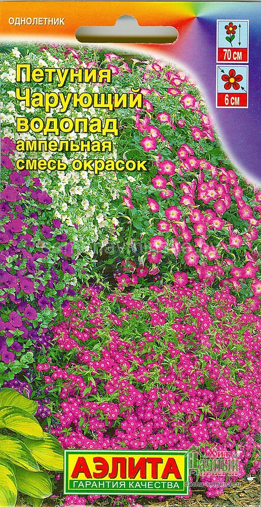 семена цветов купить в минске