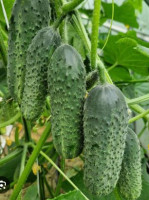 Огурец Америго F1