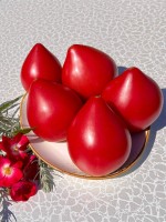 Томат Анна Русская