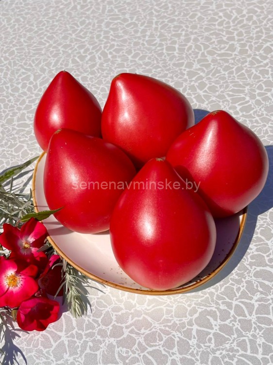 Томат Анна Русская