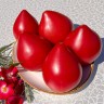 Томат Анна Русская