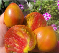 Томат Сладкое Трюфельное Сердце