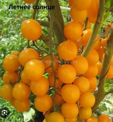 Томат Летнее Солнце