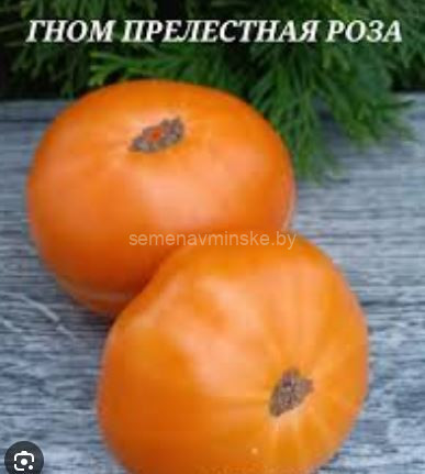 Томат Прелестная Роза ( Серия Гном )
