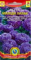Астра Миледи Лилак