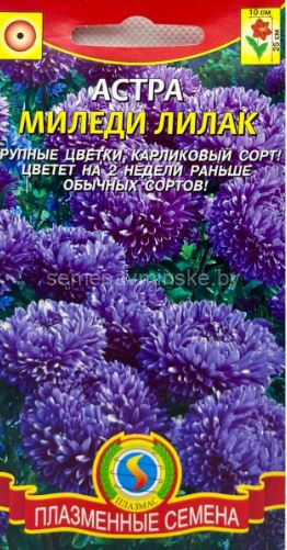 Астра Миледи Лилак