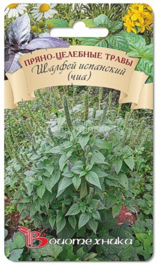 Шалфей Испанский (Чиа)