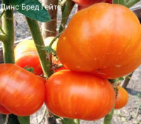 Томат Бред Гейтс Дино ( Серия Гном )