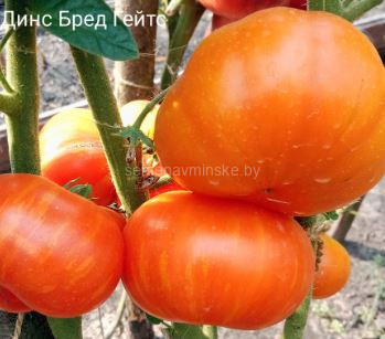 Томат Бред Гейтс Дино ( Серия Гном )