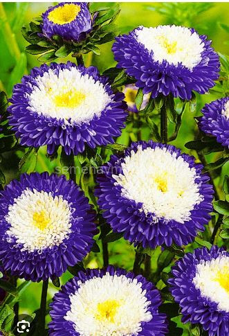 Астра помпонная Суприм Лавандовая