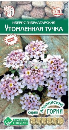 Иберис гибралтарский Утомленная Тучка