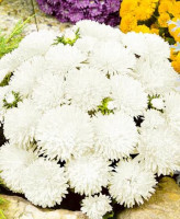 Астра Миледи Белая