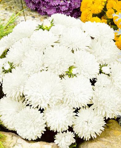 Астра Миледи Белая