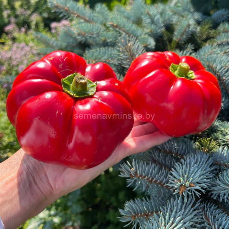 Перец Сентеш ,Paradicsom Alaku