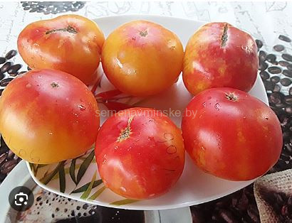 Томат Русский Вихрь ( серия Гном )