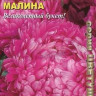 Астра Малина