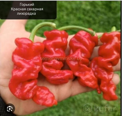 Перец Сахарная Лихорадка Красная