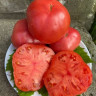 Томат Клубничный Лимонад ( Серия Гном )