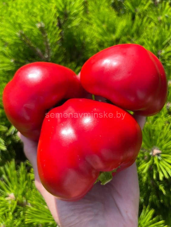 Перец Болгарская Роза