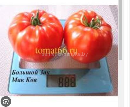 Томат Большой Зак Мак Кой