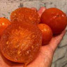Томат Сладкая Сацума ( Серия Гном )