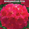 Пеларгония Венецианская Роза