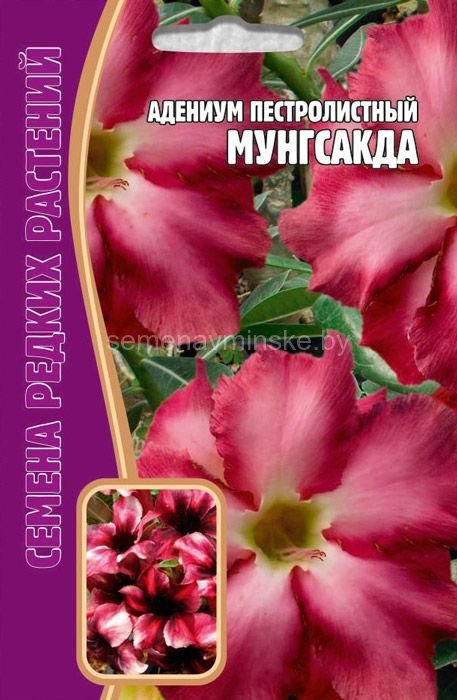 Адениум Купить В Красноярске Семена Для Сибири