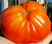 Томат Ивунтянский Великан 