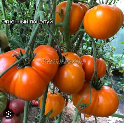 Томат Огненный Поцелуй