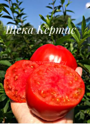 Томат Щека Кертис