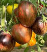 Томат Золотая Чалма