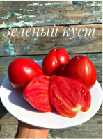 Томат Зеленый Куст Италии