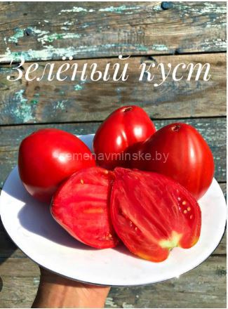 Томат Зеленый Куст Италии