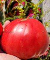 Томат Эля 12