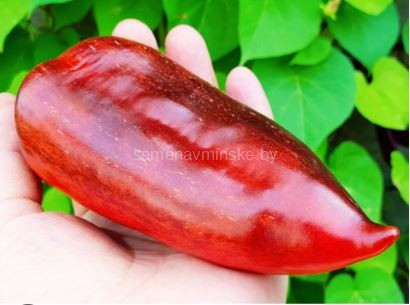 Перец Радужное Солнце Красное