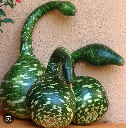 Лагенария Змейка